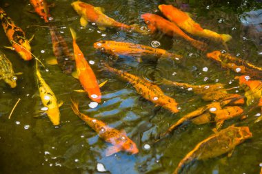 Renkli sazan balığı ya da koi balığı yüzüyor. Koi Balığı gölette yüzüyor. Üst görüntü ve yakın çekim için yakınlaştır. Su berrak siyah ve ışığın yansımasıdır..