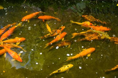 Renkli sazan balığı ya da koi balığı yüzüyor. Koi Balığı gölette yüzüyor. Üst görüntü ve yakın çekim için yakınlaştır. Su berrak siyah ve ışığın yansımasıdır..