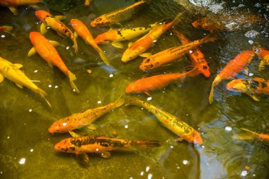 Renkli sazan balığı ya da koi balığı yüzüyor. Koi Balığı gölette yüzüyor. Üst görüntü ve yakın çekim için yakınlaştır. Su berrak siyah ve ışığın yansımasıdır..