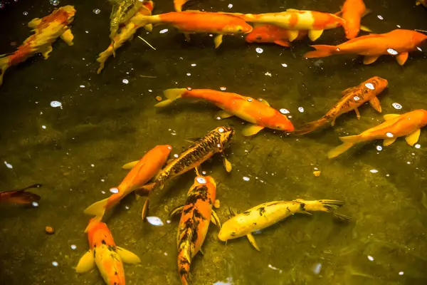 Pesce Carpa Fantasia Colorata Pesci Koi Stanno Nuotando Koi Pesci — Foto Stock