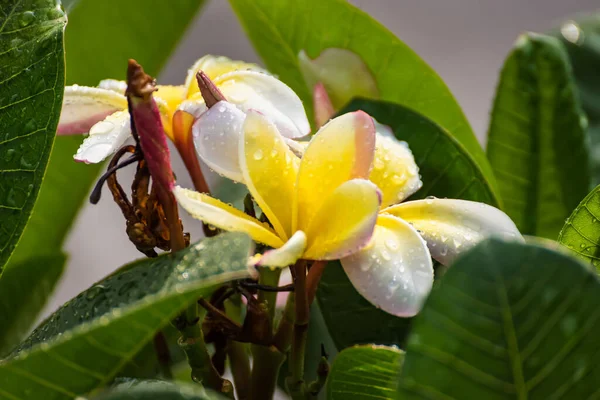 Frangipani Blomma Efter Regnet — Stockfoto