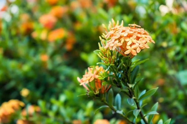 Oranžové Květy Kvetou — Stock fotografie
