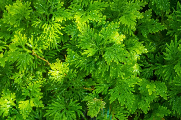 Schöne Leuchtend Grüne Tropische Blätter Mit Regentropfen Texturierter Floraler Hintergrund — Stockfoto