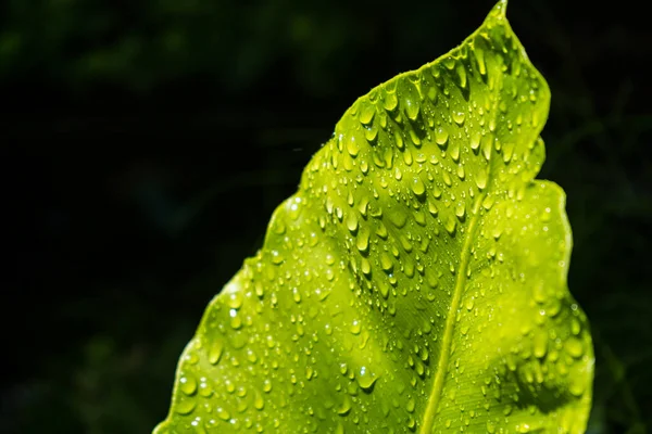Lindas Folhas Tropicais Verdes Brilhantes Com Gotas Chuva Fundo Floral — Fotografia de Stock