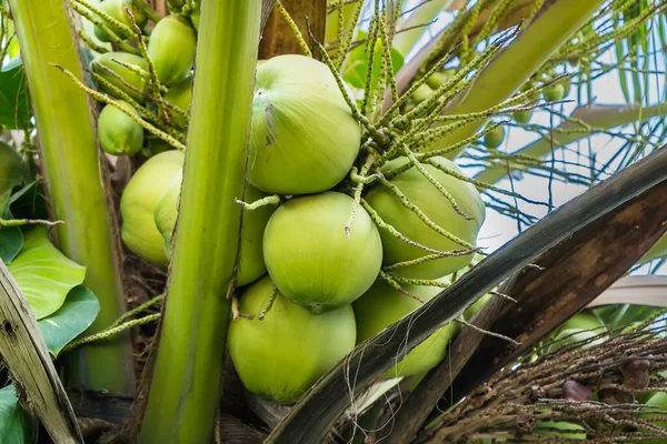 Bunch of fresh young coconuts on green palm tree in Thailand, close up