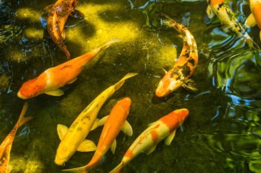 Renkli sazan balığı ya da koi balığı yüzüyor. Koi Balığı gölette yüzüyor. Üst görüntü ve yakın çekim için yakınlaştır. Su berrak siyah ve ışığın yansımasıdır..