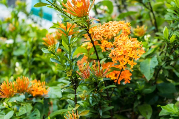Pomerančová Jehla Květiny Zahradě — Stock fotografie