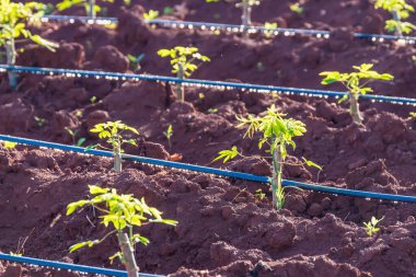 Tarlada genç bir kasava bitkisi