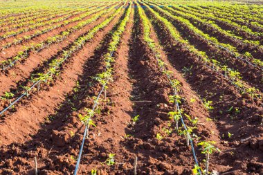 Cassava çiftliği. Tarlada bir sıra kasava ağacı tapyoka nişastası, Manioc Sprout 'un sıra sıra tarımsal sanayi tarımı. Genç bitkileri sürerek ekip, drenaj kanalını kaldırarak..