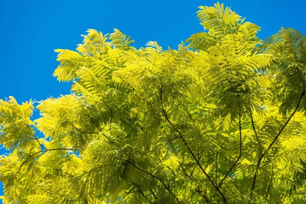 Rama Del Árbol Sobre Hermoso Fondo Azul Del Cielo — Foto de Stock