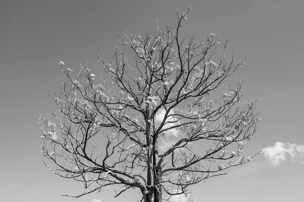 Черно Белая Фотография Ветви Дерева Красивом Голубом Фоне Неба Осень — стоковое фото