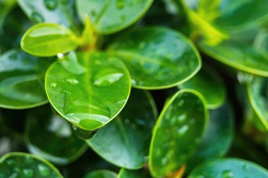 Close-up,Beautiful fresh green leaf with drop of water nature background.