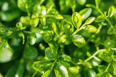 Close-up,Beautiful fresh green leaf with drop of water nature background.