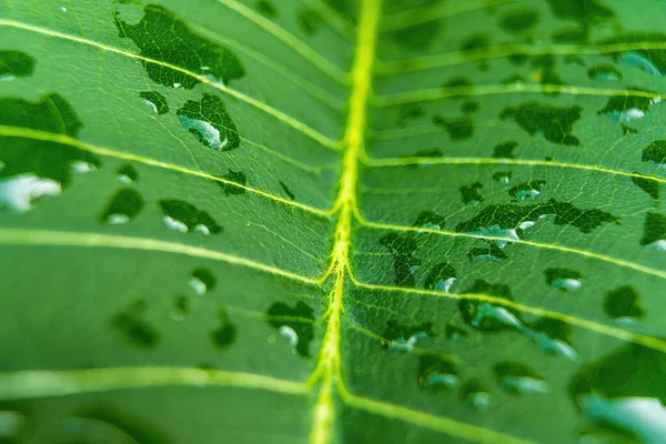 Close Beautiful Fresh Green Leaf Drop Water Nature Background — Stockfoto