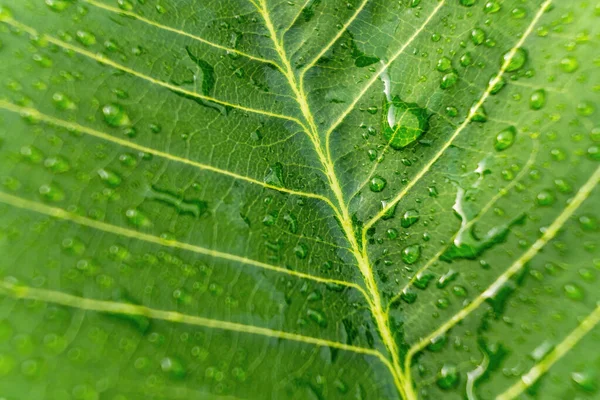 Close Beautiful Fresh Green Leaf Drop Water Nature Background — Photo