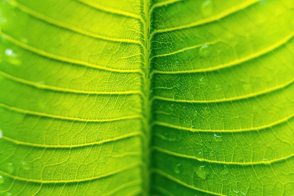 Close Beautiful Fresh Green Leaf Drop Water Nature Background — Fotografia de Stock