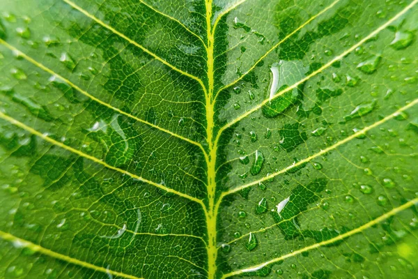 Close Beautiful Fresh Green Leaf Drop Water Nature Background — Stockfoto