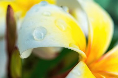 Sabahları beyaz su damlacıklarıyla beyaz su tesisatına yakın çekim..