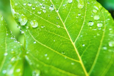 Makro yakın plan Su damlası ile güzel taze yeşil yaprak arka plan.