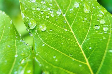 Makro yakın plan Su damlası ile güzel taze yeşil yaprak arka plan.
