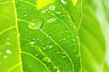 Makro yakın plan Su damlası ile güzel taze yeşil yaprak arka plan.