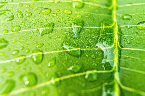 Macro Closeup Του Όμορφο Φρέσκο Πράσινο Φύλλο Σταγόνα Νερό Φόντο — Φωτογραφία Αρχείου