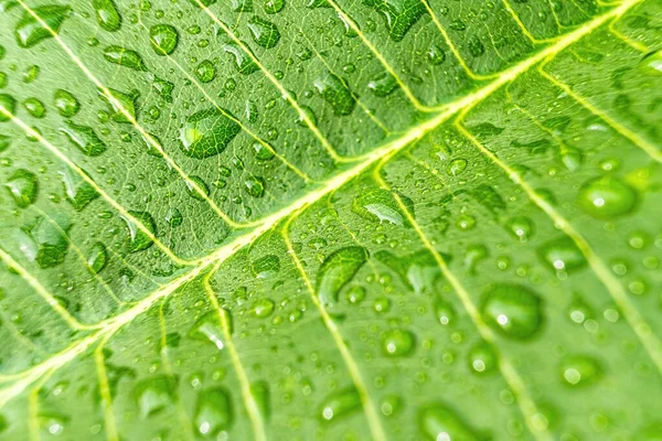 Macro Closeup Bela Folha Verde Fresca Com Gota Água Natureza — Fotografia de Stock