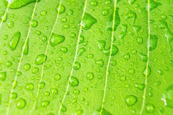 Macro Closeup Bela Folha Verde Fresca Com Gota Água Natureza — Fotografia de Stock