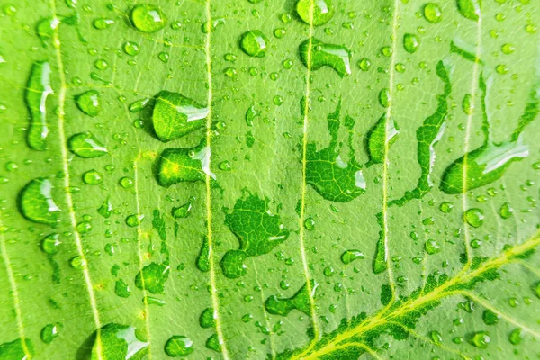 Macro Gros Plan Belle Feuille Verte Fraîche Avec Une Goutte — Photo