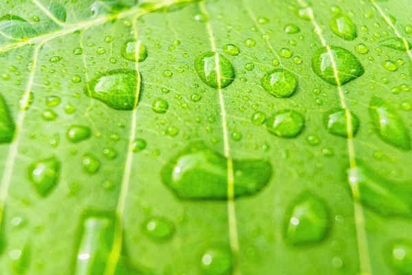 Macro Closeup Bela Folha Verde Fresca Com Gota Água Natureza — Fotografia de Stock