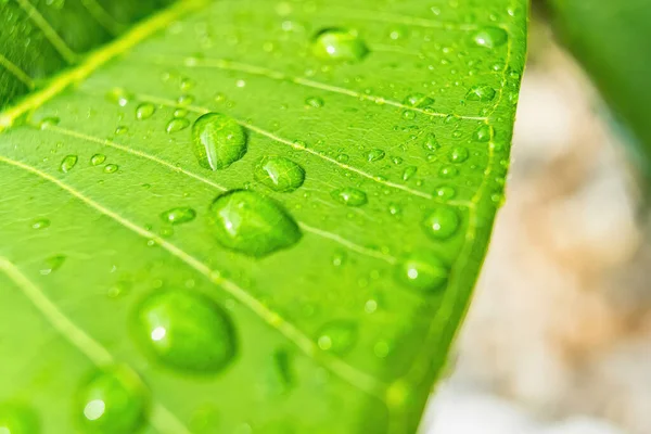 Macro Closeup Beautiful Fresh Green Leaf Drop Water Nature Background — Stock Photo, Image