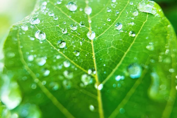 Макро Крупный План Красивый Свежий Зеленый Лист Каплей Воды — стоковое фото