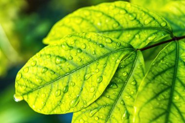 Makro yakın plan Su damlası ile güzel taze yeşil yaprak arka plan.
