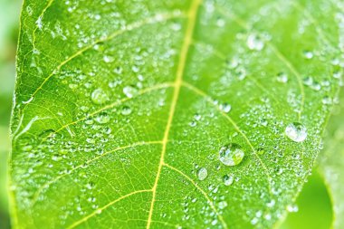 Makro yakın plan Su damlası ile güzel taze yeşil yaprak arka plan.