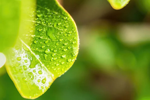 Makro Nahaufnahme Von Schöne Frische Grüne Blatt Mit Tropfen Wasser — Stockfoto