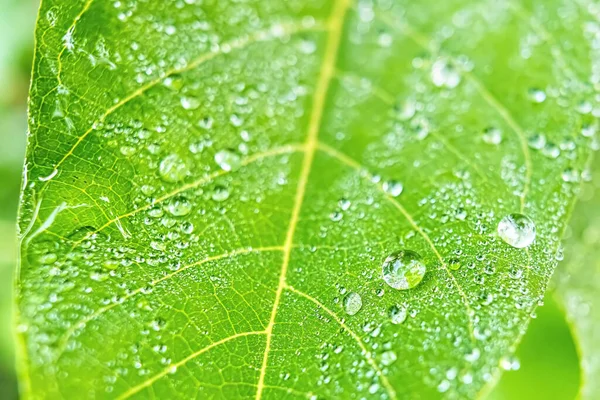 Makro yakın plan Su damlası ile güzel taze yeşil yaprak arka plan.