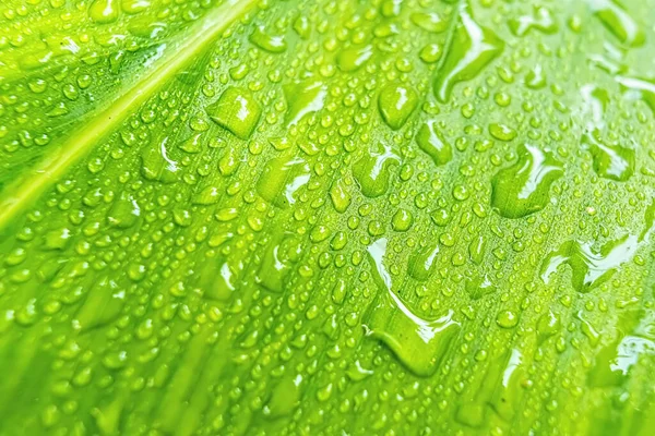 一滴水自然背景美丽的新鲜绿叶的宏观特写 — 图库照片