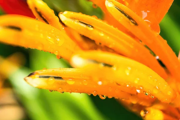 Макро Крупный План Желтого Оранжевого Цветка Heliconia Psittacorum Тропических Растений — стоковое фото