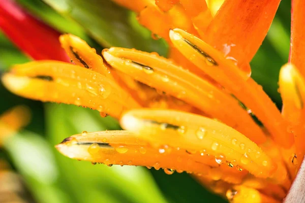 Sarı Portakal Çiçeği Heliconia Psittacorum Makro Yakın Plan Çekimi Istakoz — Stok fotoğraf