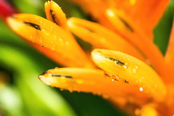 Macro Closeup Yellow Orange Flower Heliconia Psittacorum Lobster Claws Tropical — Stock Photo, Image