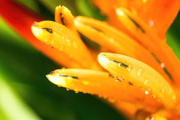 黄橙色の花のマクロクローズアップ Heliconia Psittacorum 水中自然を背景にしたロブスター爪熱帯植物 — ストック写真