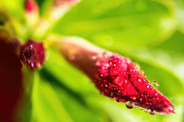 Makro Nahaufnahme Von Wassertropfen Auf Azaleenblüten — Stockfoto