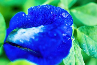 Makro yakın plan güzel kelebek bezelye mavisi çiçek su damlası ile doğa arka plan.