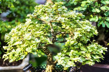 Bonsai ve Penjing yatay, minyatür yaprak dökmeyen ağacı içinde bir tepsi