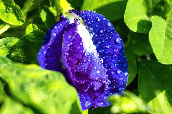 美丽的新鲜蝴蝶豌豆蓝花的宏观特写 水草背景 — 图库照片