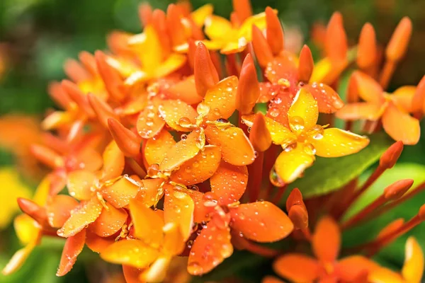 Macro Gros Plan Belle Fleur Aiguille Orange Fraîche Avec Une — Photo