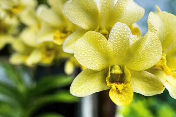 Flor Orquídea Naranja Amarilla Jardín Hermosas Coloridas Plantas Orquídeas Phalenopsis —  Fotos de Stock