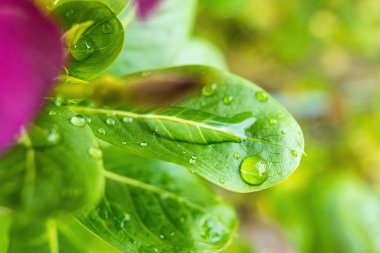 Makro yakın plan Su damlası ile güzel taze yeşil yaprak arka plan.