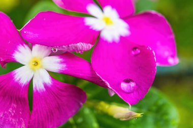 Makro yakın plan güzellik ldark pembe menekşe damla su doğa arka plan.