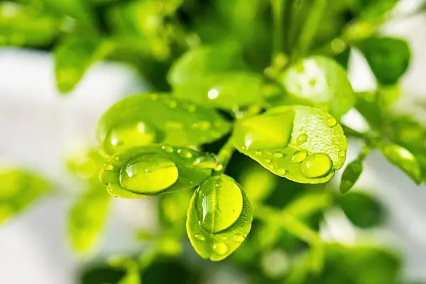Makro Detailní Záběr Krásné Čerstvé Zelené Listy Kapkou Vody Příroda — Stock fotografie